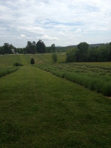 wowpicnic&LavendarTrip 028