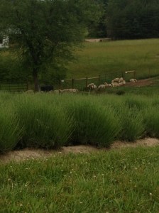 wowpicnic&LavendarTrip 029