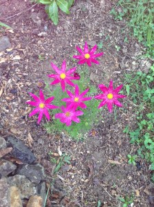 wowpicnic&LavendarTrip 033