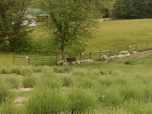 wowpicnic&LavendarTrip 042