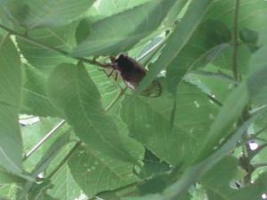 wowpicnic&LavendarTrip 046