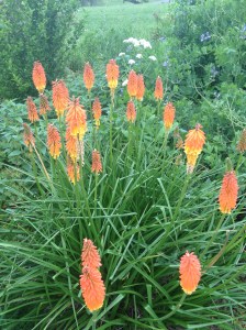 wowpicnic&LavendarTrip 051