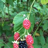 blackberries