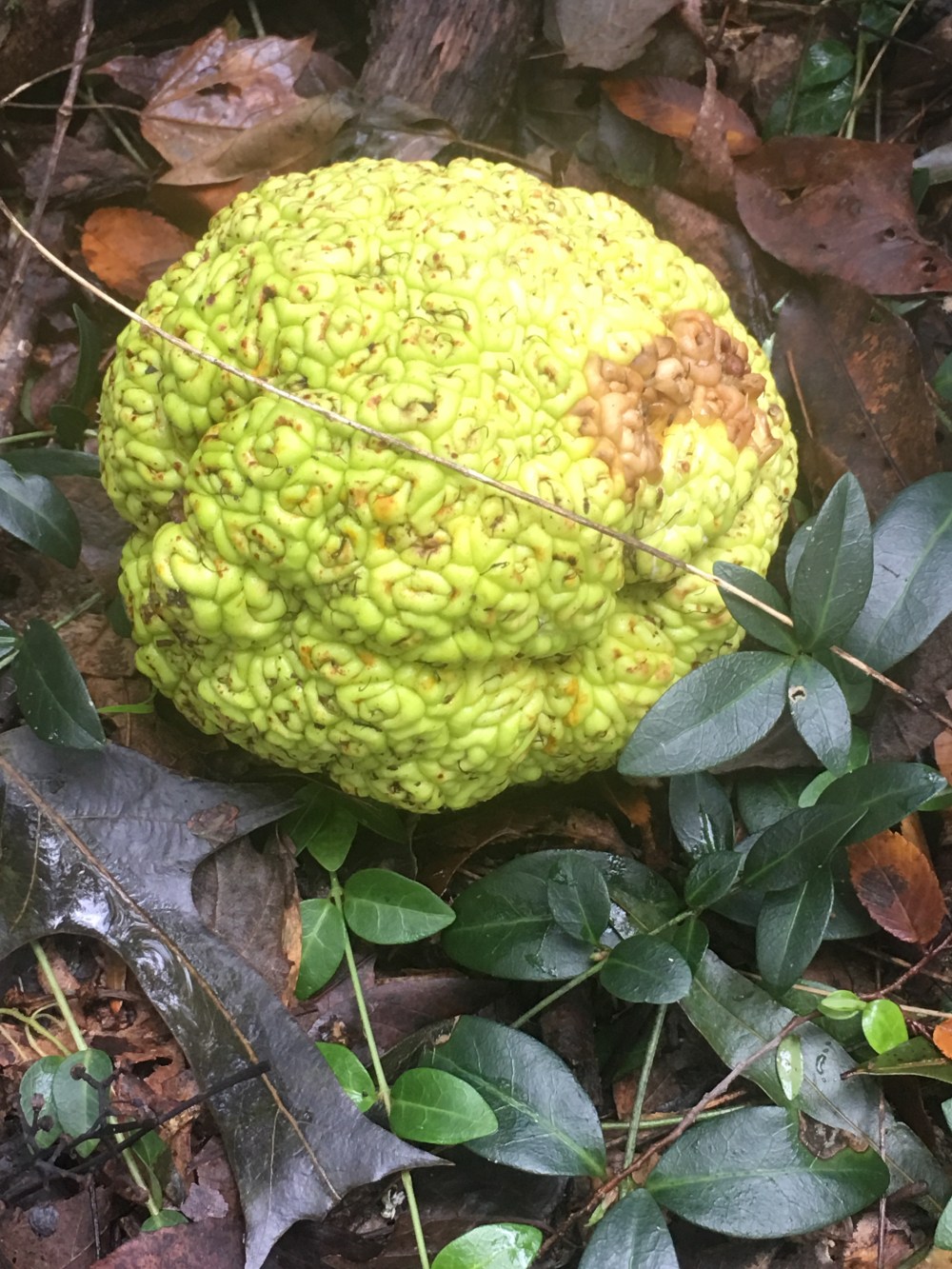 Osage Orange